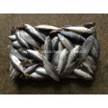 (14-18PCS / kg) Neue Fisch-japanische Jack-Mackerel für Verkauf